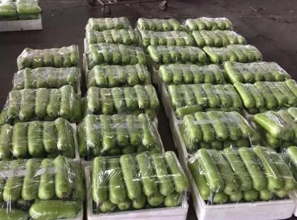 蔬菜種子種植戶客戶點(diǎn)評-上市早，價格好！我連續(xù)種了三年，滿意！