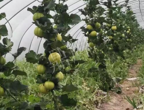 蔬菜種子種植戶客戶點(diǎn)評-我的乖乖，一株坐果15個，6元1斤，好賣得很！