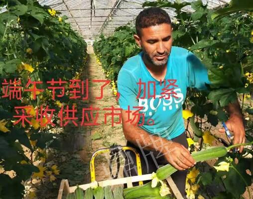 蔬菜種子種植戶客戶點評-羨慕！每公斤24元，“優(yōu)比1號”在法國的表現(xiàn)…