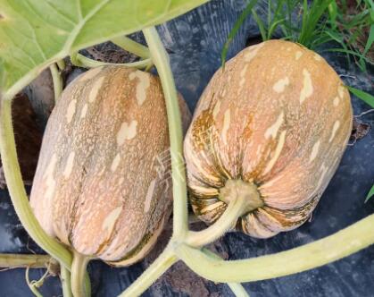 蔬菜種子種植戶客戶點評-“押寶”押對了，押對這個品種賺了2倍錢！