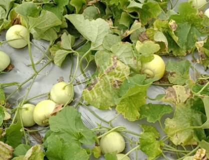 蔬菜種子種植戶客戶點(diǎn)評-低溫寡照的天氣，它仍然優(yōu)秀！