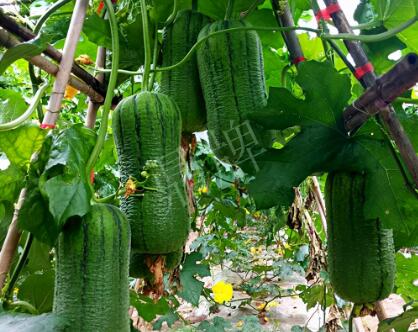 蔬菜種子種植戶客戶點評-這個新品種，讓我“頭痛”…