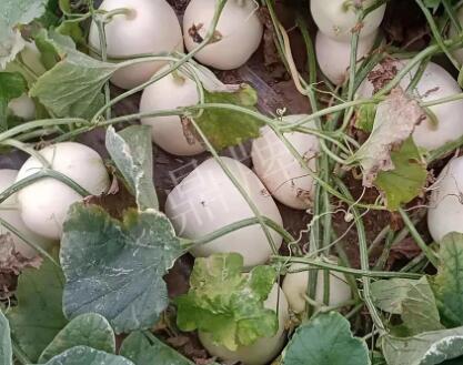 蔬菜種子種植戶客戶點(diǎn)評-“甜，真甜，真是甜！”