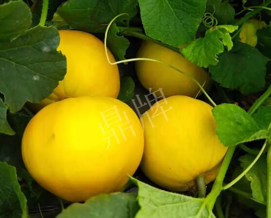 蔬菜種子種植戶客戶點評-純賺50萬，我這個“張大膽”榮光了一把！