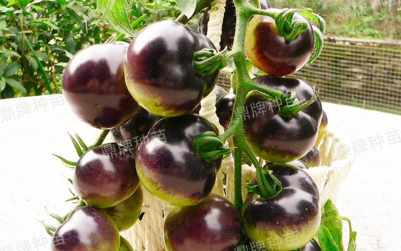 果實(shí)成紫色，口感脆爽