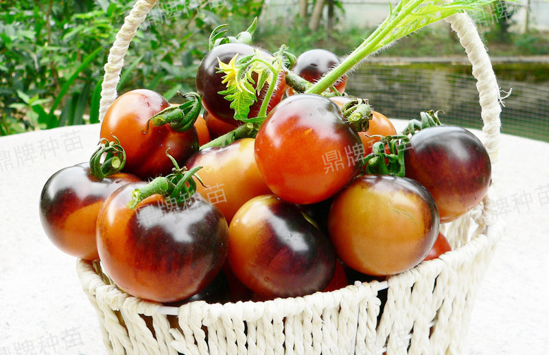 果實(shí)成紫紅色，甜度增加