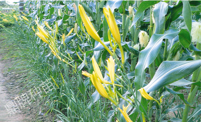 栽后第一年度，可實行套栽