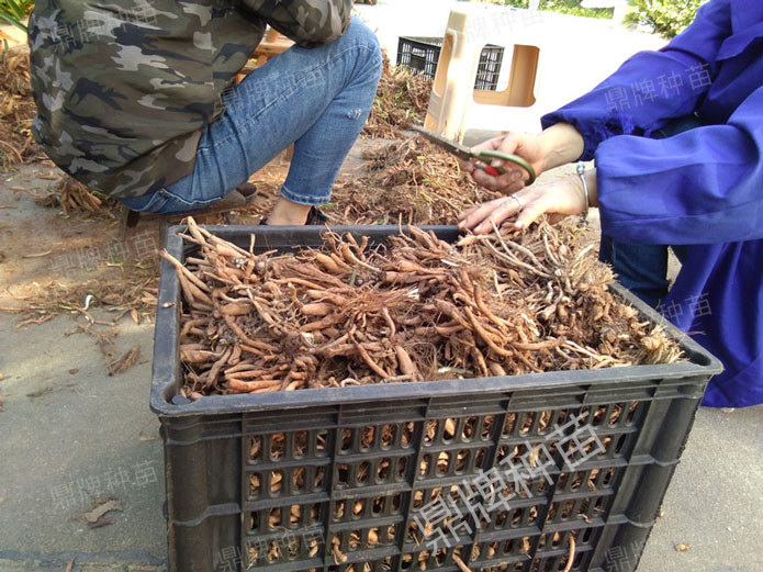 修剪后裝箱，準備為客戶發(fā)貨的種苗