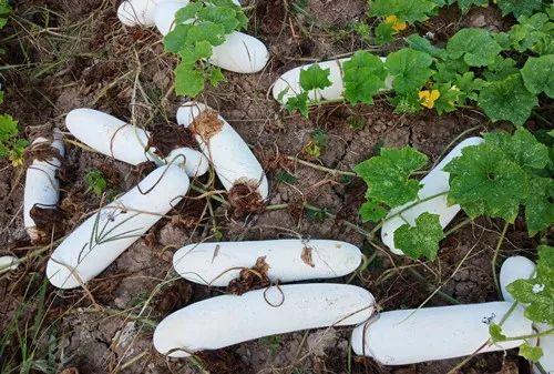 您種植過“堆堆瓜”嗎？看一看，地上全是瓜！一睹芳容