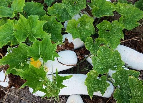 您種植過“堆堆瓜”嗎？看一看，地上全是瓜！一睹芳容