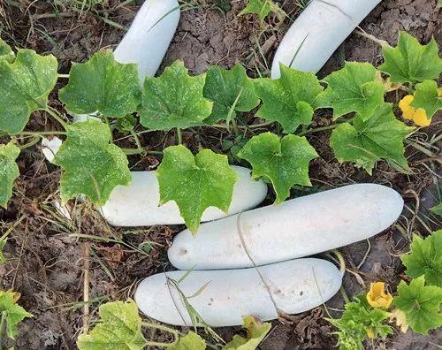 您種植過“堆堆瓜”嗎？看一看，地上全是瓜！一睹芳容