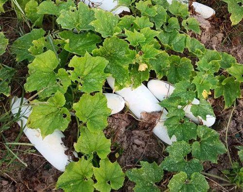 您種植過“堆堆瓜”嗎？看一看，地上全是瓜！一睹芳容