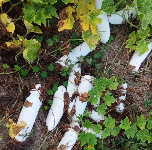 您種植過“堆堆瓜”嗎？看一看，地上全是瓜！一睹芳容
