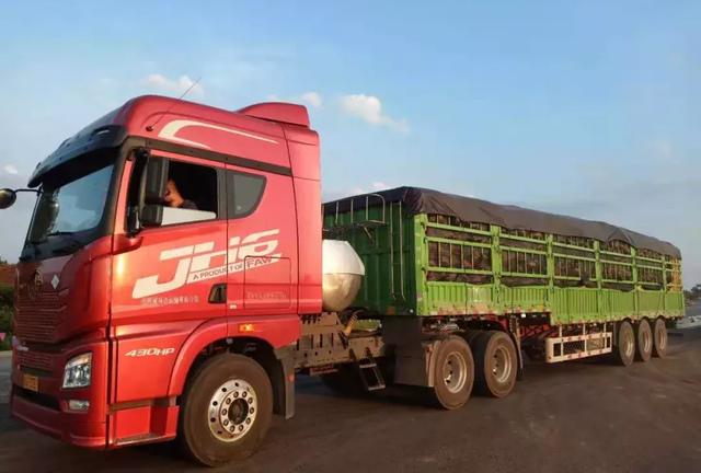 種南瓜竟然種出“麻煩”了，瓜販搶購，電視臺記者也趕來了