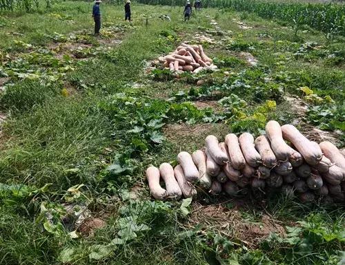 種南瓜竟然種出“麻煩”了，瓜販搶購，電視臺記者也趕來了