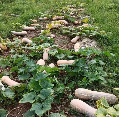 種南瓜竟然種出“麻煩”了，瓜販搶購，電視臺記者也趕來了