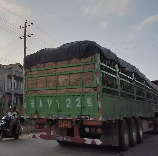 種南瓜竟然種出“麻煩”了，瓜販搶購，電視臺記者也趕來了