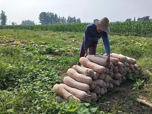 種南瓜竟然種出“麻煩”了，瓜販搶購，電視臺記者也趕來了