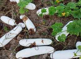 蔬菜種子種植戶客戶點(diǎn)評(píng)-您種植過“堆堆瓜”嗎？看一看，地上全是瓜！一睹芳容！