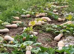 蔬菜種子種植戶客戶點(diǎn)評(píng)-周小為種植的健美蜜本又被報(bào)銷了，連電視臺(tái)記者也趕來了！