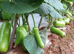 蔬菜種子種植戶客戶點(diǎn)評-浙江菜農(nóng)種植的鼎牌瓠瓜喜獲豐收，又賣上了好價錢!