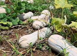 蔬菜種子種植戶客戶點(diǎn)評-一袋種子100粒，輕松賺回3000元...