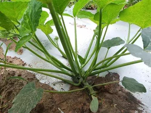 菜農(nóng)種植無需噴農(nóng)藥的蔬菜，不僅栽培簡單、而且效益高