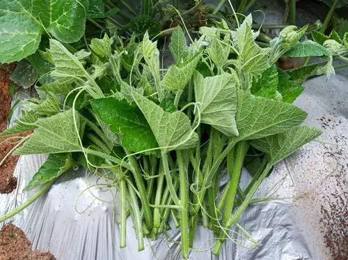 菜農(nóng)種植無需噴農(nóng)藥的蔬菜，不僅栽培簡單、而且效益高