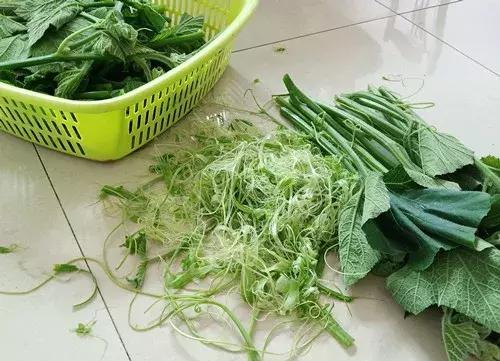 菜農(nóng)種植無需噴農(nóng)藥的蔬菜，不僅栽培簡單、而且效益高