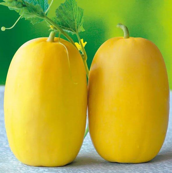 雇工難、成本高，想種甜瓜怎么辦？