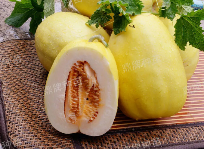 雇工難、成本高，想種甜瓜怎么辦？