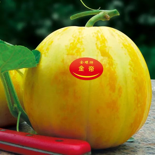 薄皮甜瓜，哪個(gè)品種最好呢？畝產(chǎn)高達(dá)10萬(wàn)，附4種市場(chǎng)爆款品種