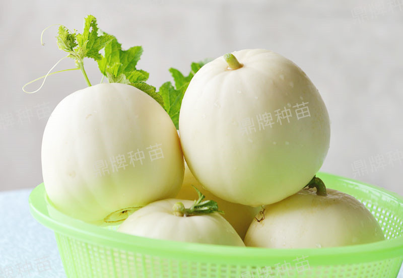 就這4個薄皮甜瓜，畝產(chǎn)萬斤很輕松，瓜果菜農(nóng)搶著種植