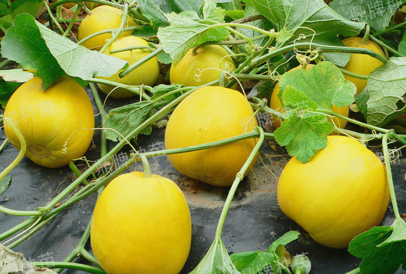就這4個薄皮甜瓜，畝產(chǎn)萬斤很輕松，瓜果菜農(nóng)搶著種植