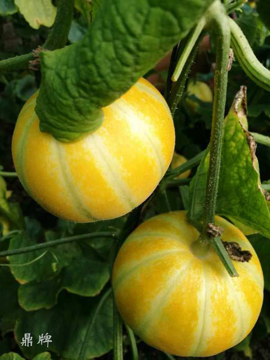 就這4個薄皮甜瓜，畝產(chǎn)萬斤很輕松，瓜果菜農(nóng)搶著種植