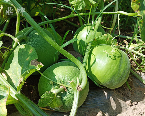 就這4個薄皮甜瓜，畝產(chǎn)萬斤很輕松，瓜果菜農(nóng)搶著種植