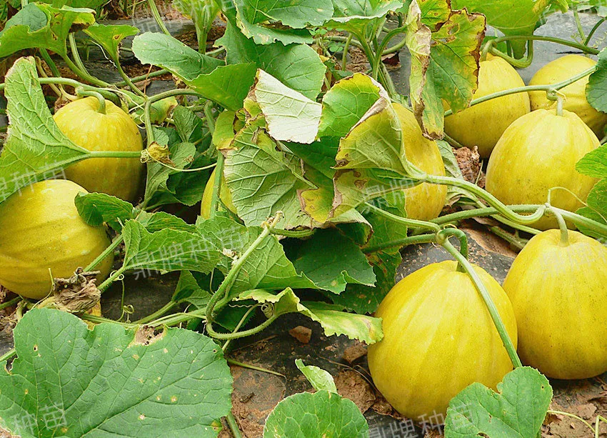 高溫季節(jié)種植甜瓜，什么品種最好？這個品種是秋季上市的專用品種