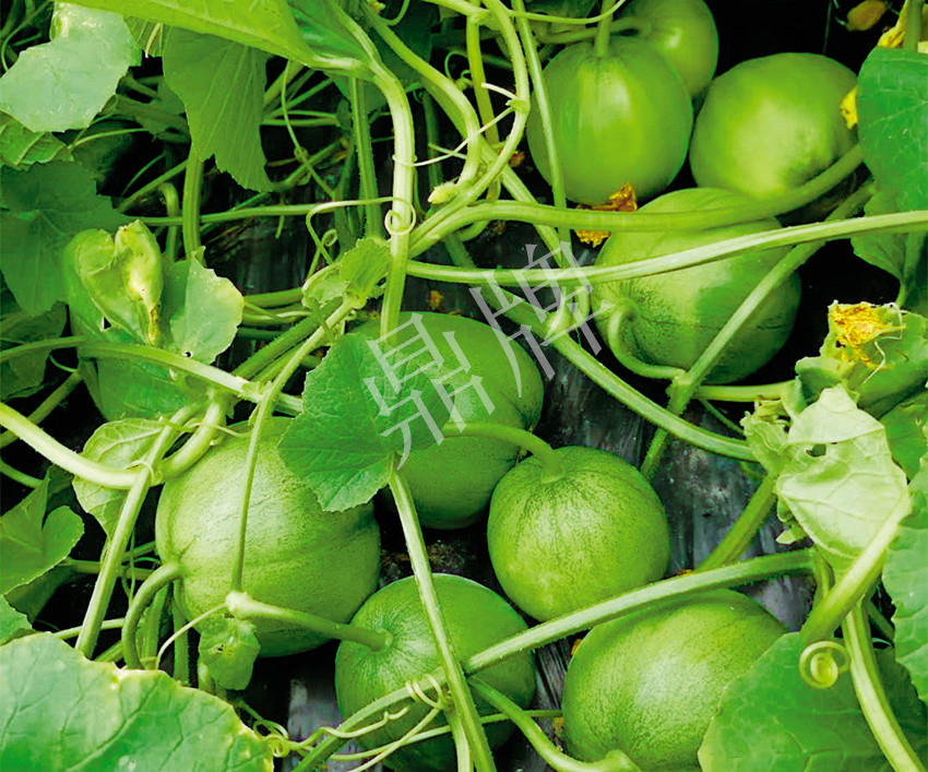 7元一斤還遭瘋搶，畝收益超2萬元！到底什么甜瓜能這么牛？