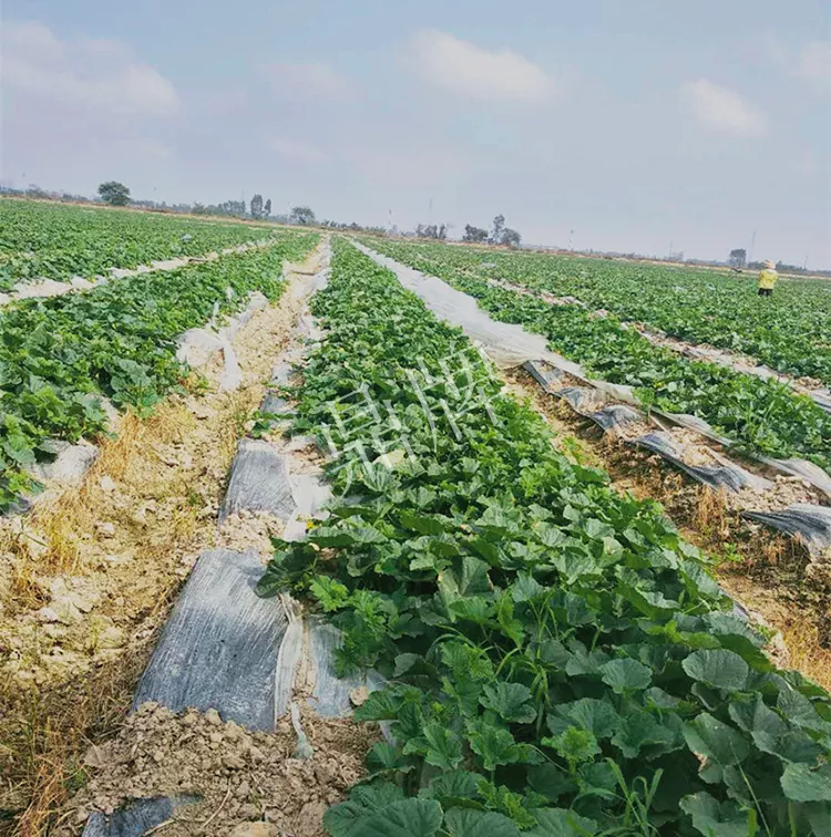 7元一斤還遭瘋搶，畝收益超2萬元！到底什么甜瓜能這么牛？