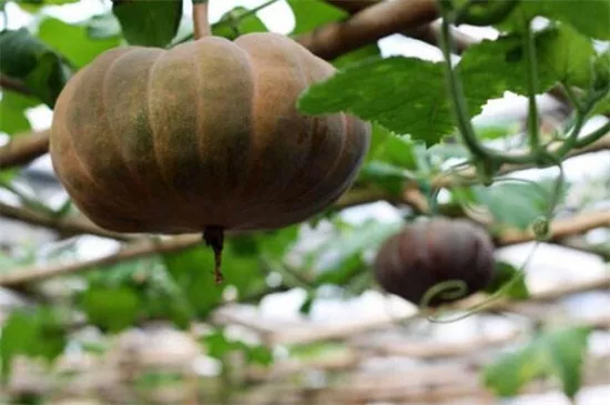 知道最甜最面的南瓜品種嗎？盤點十種有營養(yǎng)的甜面南瓜...