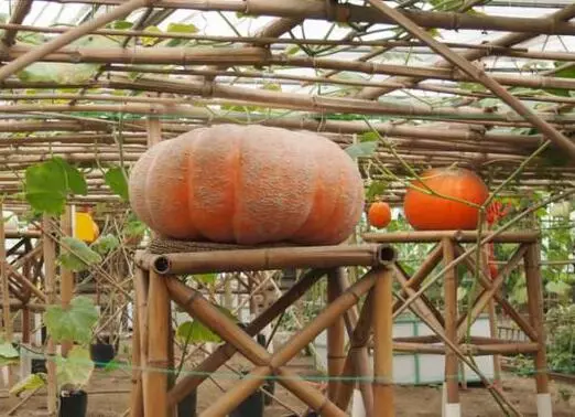 知道最甜最面的南瓜品種嗎？盤點十種有營養(yǎng)的甜面南瓜...