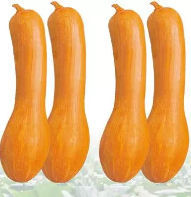 知道最甜最面的南瓜品種嗎？盤點十種有營養(yǎng)的甜面南瓜...