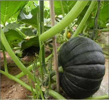 知道最甜最面的南瓜品種嗎？盤點十種有營養(yǎng)的甜面南瓜...