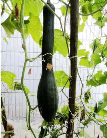 知道最甜最面的南瓜品種嗎？盤點十種有營養(yǎng)的甜面南瓜...