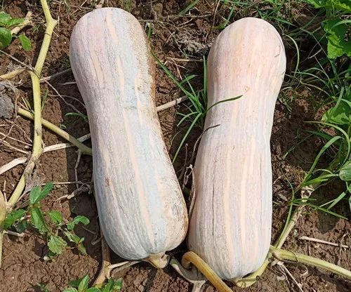 生吃都好吃南瓜新品種，沒有大肚子，肉質(zhì)更密致，農(nóng)戶試種下