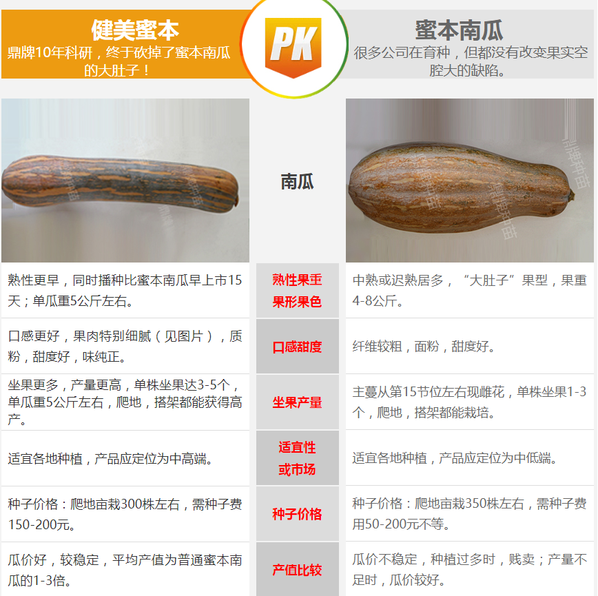 生吃都好吃南瓜新品種，沒有大肚子，肉質(zhì)更密致，農(nóng)戶試種下