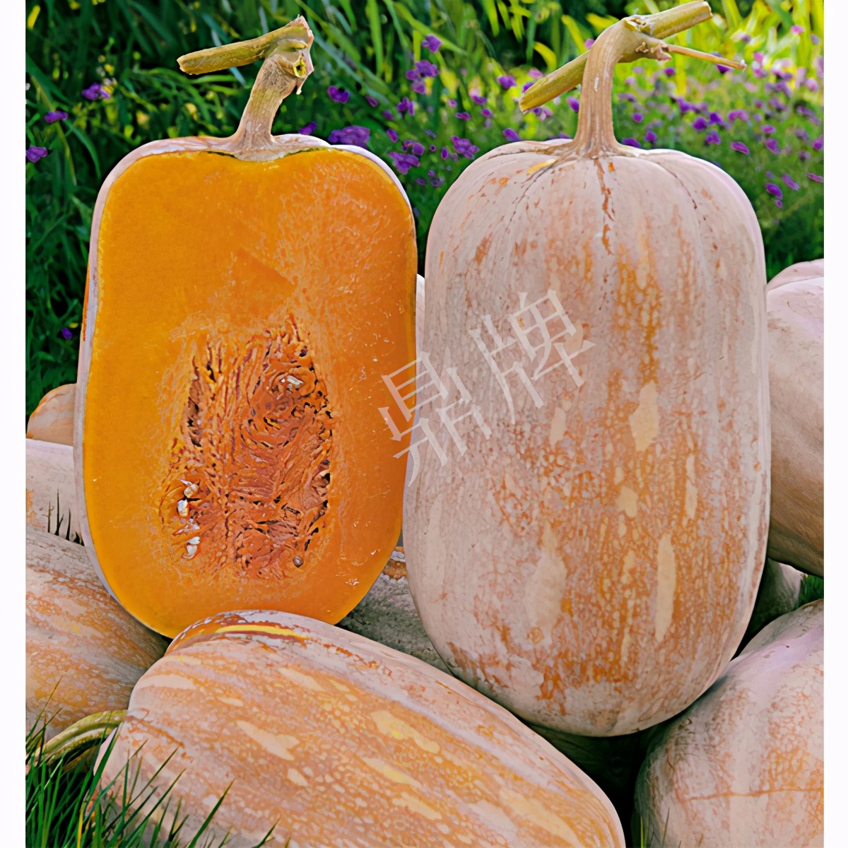 2020年，市面上的南瓜品種哪個口感最好、最甜、最值得種植？