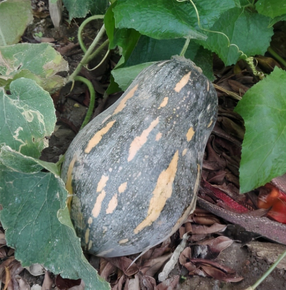 2020年，市面上的南瓜品種哪個口感最好、最甜、最值得種植？