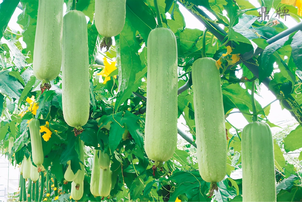 絲瓜新品種層不出窮，2021年，哪個絲瓜品種最值得種植？