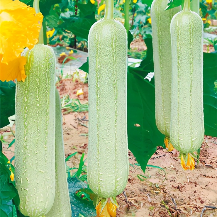 絲瓜新品種層不出窮，2021年，哪個絲瓜品種最值得種植？